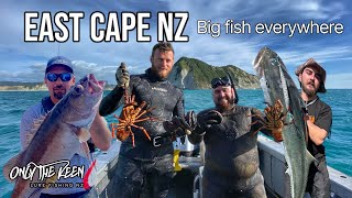 Big fish every drop crayfish Paua and Snapper East Cape NZ fishing adventure newzealand [upl. by Anaujahs]