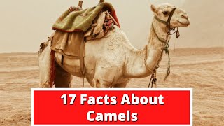 17 Facts About Camels  Global Facts [upl. by Arturo609]