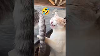 Viral Bagad Billa Nashe Mein viral bagadbilla catvideos billikivideo youtubeshorts [upl. by Greysun]