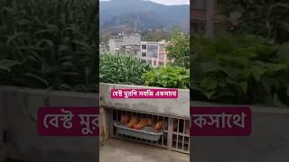 বেস্ট কনসেপ্ট ছাদে আপনারা এরকম করে মুরগি আর সবজিটা করতে পারেন [upl. by Ettelohcin754]