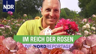 Blühende Leidenschaft im Rosenzuchtbetrieb in Uetersen  Die Nordreportage  NDR [upl. by Ceevah]