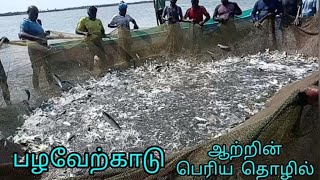 Pulicat lake big size net huge fish catching kuttyisland4862 [upl. by Feld]