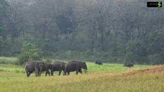 Periyar Tiger Reserve  HD  Thekkady  A must see destination of Kerala [upl. by Gnoz65]