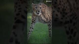 Cheetah edit for 289OfficialMusicLilNic [upl. by Calv]