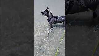 Sammi chilling at del Mar dog beach dogmodel cutepuppies pibull husky pitski [upl. by Clerk912]