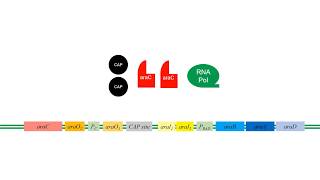 LArabinose Operon [upl. by Katuscha734]