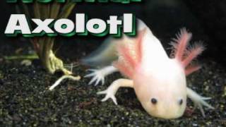 Axolotl Metamorphosis [upl. by Rehptosirhc269]