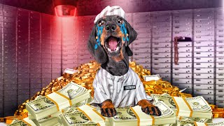 Puppys Money Scheme Ruined Cute amp funny dachshund dog video [upl. by Ecnerewal]