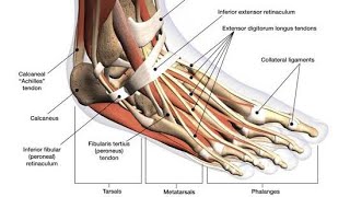 anatomy of human leg with tendon and muscle  practical examination with student [upl. by Frasch]