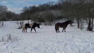 cheval islandais allures et jeuxPartie 12DOMAINE DE RABREUX46 Icelandic Horses [upl. by Attennhoj819]