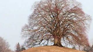 Der Baum im Odenwald [upl. by Nwavahs]