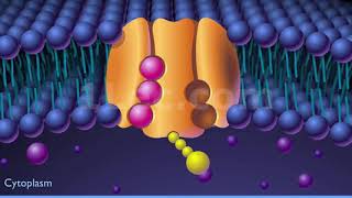 Sodium potassium pump [upl. by Etnahsal229]