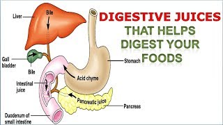 Digestive Juices OR Enzymes in Stomach that helps digest your foods [upl. by Olivero]