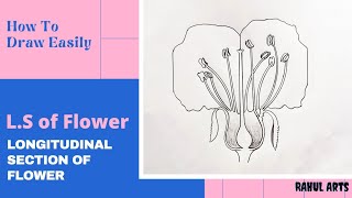 How to draw Longitudinal section of flower in easy steps  biology  science  cbse  ncert class 12 [upl. by Ennairb]