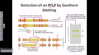 Southern blotting applications [upl. by Necyla950]