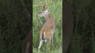 Whitetail buck wags his tail [upl. by Lehcir]