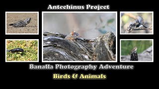 Benalla Photography Adventure Breeding Season [upl. by Svoboda599]