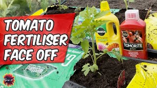 Tomato Food Vs All Purpose Fertilizer  Which Will Grow More Tomatoes Tomato Experiment 2024 Part 1 [upl. by Tristan]