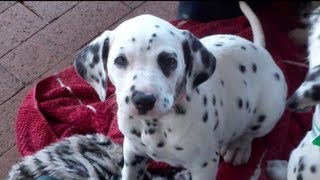 Dalmatian Puppies [upl. by Airotkciv]