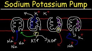 Sodium Potassium Pump  Active Transport [upl. by Tiffa]