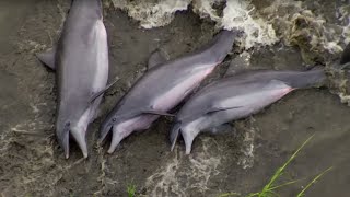 Smart Dolphins Beach their Prey  The Hunt  BBC Earth [upl. by Sinaj556]