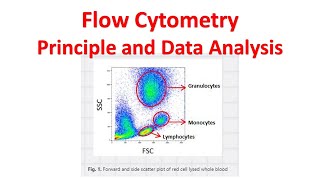 Flow cytometry Tutorial  Flow Cytometry Data Analysis  Flow cytometry Gating [upl. by Ahsemo971]