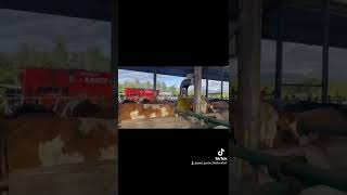 Dairy farming Ireland shed walkthrough [upl. by Eittap]