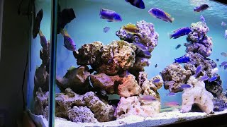 OverStocked African Cichlids Tank Setup  Beautiful Malawi Aquarium [upl. by Aseeram956]