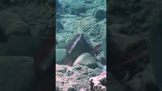 Video shows Octopuses hunt with other fish and punch them [upl. by Yahsel]