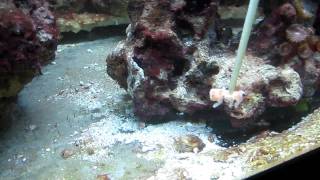 Mantis Shrimp Feeding N wennerae [upl. by Lemra]