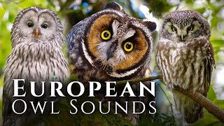 European Owl Sounds  🦉Meet 10 European Owls and Their Sounds [upl. by Elsie]