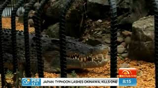 Crocodile attacks Shoalhaven Zoo Keeper [upl. by Rella657]