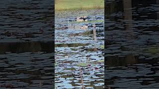 anhinga wildlife carolina birdspotting nature carolinas birdwatch birdwatching birds [upl. by Emylee]