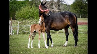 Rainette des Monts FRASCATOR MAIL x QUATSOUS 2005 mare [upl. by Fowler810]