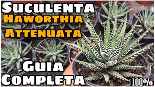 Haworthia Attenuata [upl. by Nosyaj]