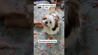 The Tragic Failure of the Shih Tzu Stylo Plandoglovershihtzu [upl. by Sdlonyer]