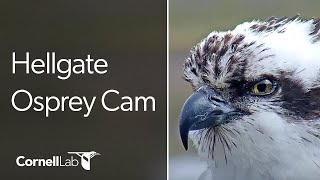 Hellgate Ospreys quotOwl Polequot Perch  Cornell Lab  University of Montana [upl. by Nesyt]