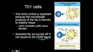 CD4 Classes Th1 Th2 Treg Tfh Th17 [upl. by Lebazi]