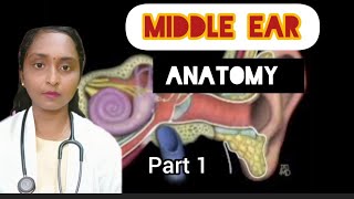 middle ear anatomy1 facial nerve in medical wall course [upl. by Henri]