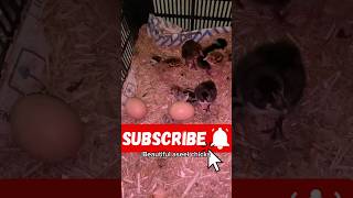 5 Chicks Growth Video Day By Day  Hen Hatched 5 Chicks  Hen Laying Eggs [upl. by Naibaf769]