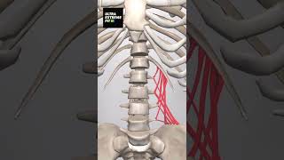 Quadratus Lumborum anatomy ultraextremefit ql lowerbackpain backpain [upl. by Brader]