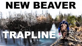 SETTING UP A BRAND NEW BEAVER TRAP LINE [upl. by Moskow]