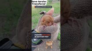 DENR probes vlogger’s handling of tarsiers in viral video [upl. by Iturk]