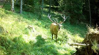 Jelenia ruja  Jeleň lesný  Cervus elaphus [upl. by Irmine247]