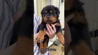 6 week old Rottweiler Puppies 🥰🐶 [upl. by Ilamad]