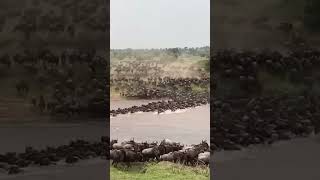 The Wildebeest migration [upl. by Lenny946]