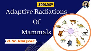 Adaptive Radiation of mammals in Hindi  B Sc 2nd year  Zoology [upl. by Pauline]