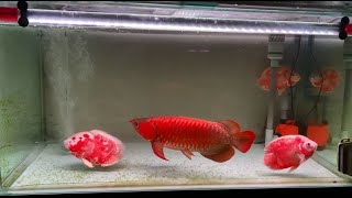 Aggressive Red Arowana with 3 Oscar Fishes  Arowana Tank Mates [upl. by Paulita]