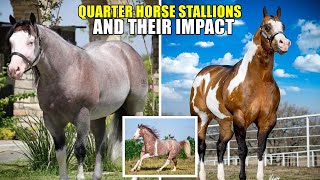 TOP STALLIONS SHAPING THE QUARTER HORSE WORLD horse quarterhorse horses [upl. by Bart]