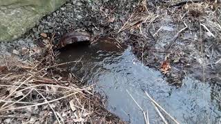 Clearing a drainage Culvert [upl. by Ardnasxela]